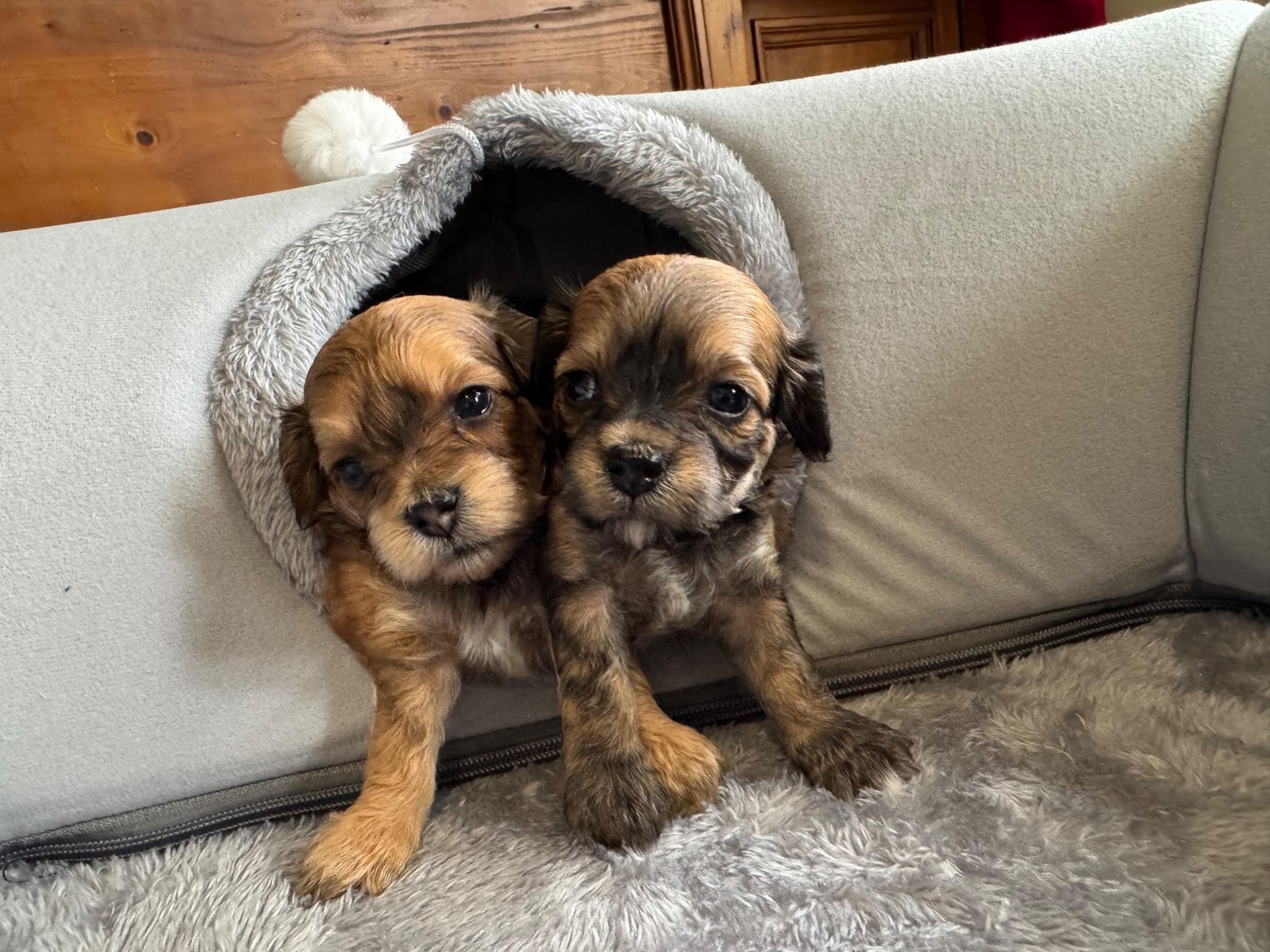 Havoodle puppies – tan pair on couch
