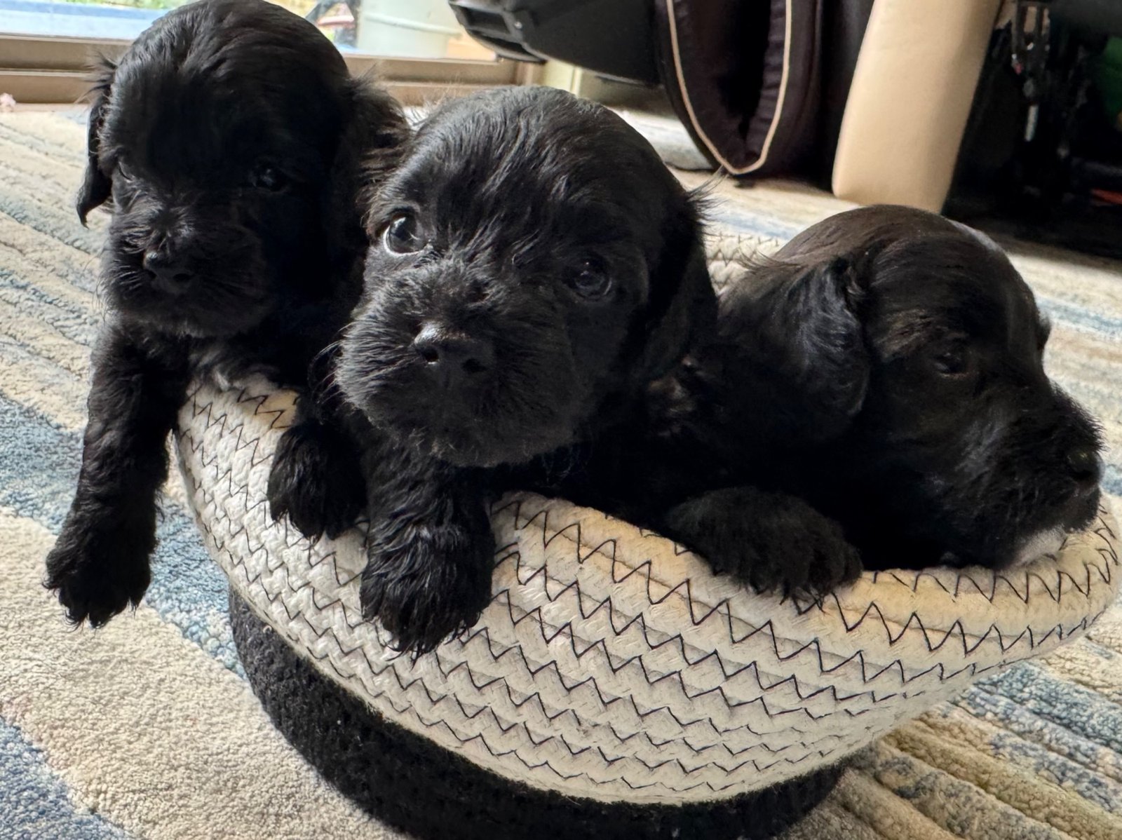 Havoodle puppies – black trio in basket