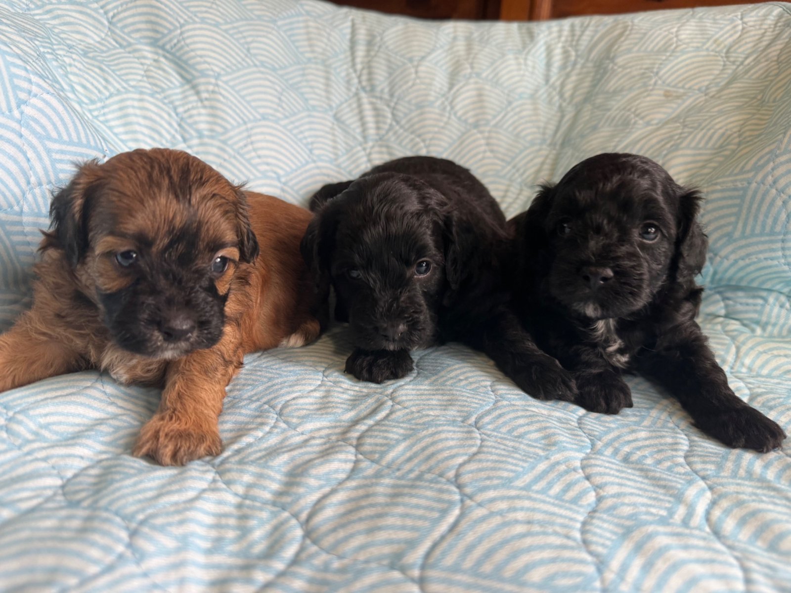 Havoodle puppies – mixed colours